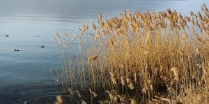 Una favola di amore e sesso sul lago